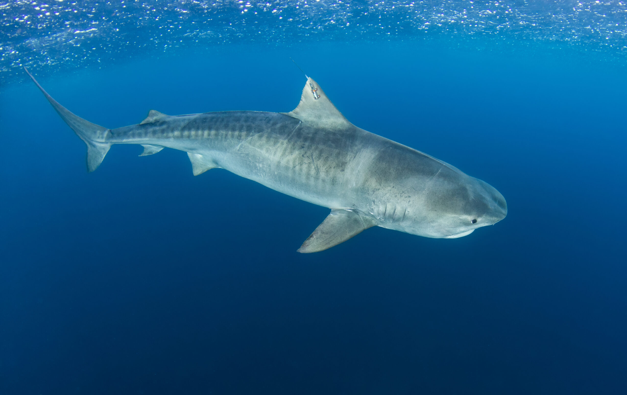 Tiger Beach Shark Diving 2021